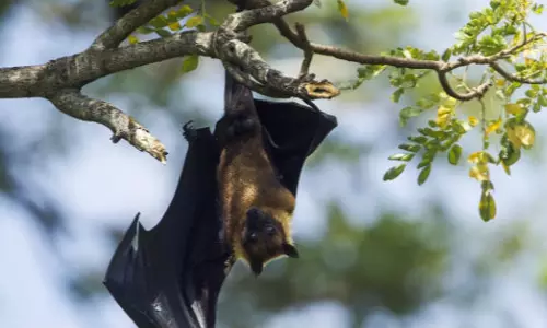 കാസർകോട് പനി ബാധിച്ച് മരിച്ച കുട്ടിയുടെ നിപ  പരിശോധന ഫലം നെഗറ്റീവ്