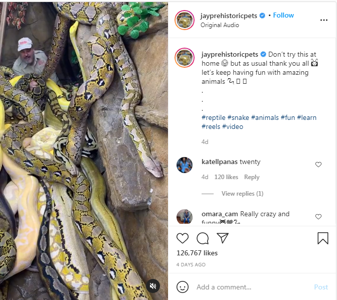 വമ്പൻ പാമ്പുകൾക്കിടയിൽ കാവലിരുന്നൊരാൾ!! വിഡിയോ കാണാം...