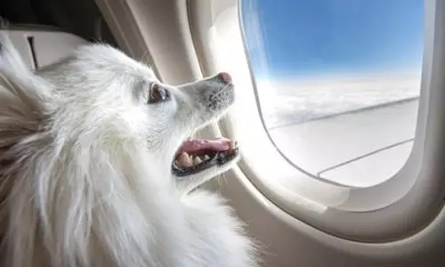 സ്വന്തം നായയ്ക്കായി  ബിസിനസ് ക്ലാസ് വിമാനം മൊത്തമായി ബുക്ക് ചെയ്ത് ഉടമ