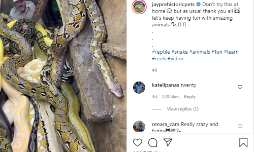 വമ്പൻ പാമ്പുകൾക്കിടയിൽ കാവലിരുന്നൊരാൾ!! വിഡിയോ കാണാം...