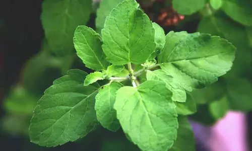 തുളസിയില കഴിച്ചാൽ ഈ രോഗങ്ങൾ പമ്പ കടക്കും ; അറിയാം തുളസിയിലയുടെ ഗുണങ്ങൾ