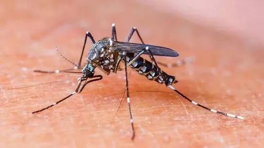 സെറോടൈപ്പ്- 2 ഡെങ്കി വൈറസ്; കേരളമുള്പ്പെടെ പതിനൊന്ന് സംസ്ഥാനങ്ങള്ക്ക് കേന്ദ്രത്തിന്റെ മുന്നറിയിപ്പ് സെറോടൈപ്പ്- 2 ഡെങ്കി വൈറസ്; കേരളമുള്പ്പെടെ പതിനൊന്ന് സംസ്ഥാനങ്ങള്ക്ക് കേന്ദ്രത്തിന്റെ മുന്നറിയിപ്പ്