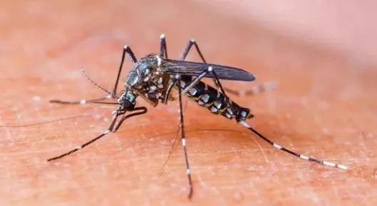 അപകടകാരിയായ ഡെങ്കി വൈറസ് ; കേരളം അടക്കം 11 സംസ്ഥാനങ്ങള്ക്ക് മുന്നറിയിപ്പ് അപകടകാരിയായ ഡെങ്കി വൈറസ് ; കേരളം അടക്കം 11 സംസ്ഥാനങ്ങള്ക്ക് മുന്നറിയിപ്പ്