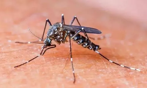 സെറോടൈപ്പ്- 2 ഡെങ്കി വൈറസ്; കേരളമുള്പ്പെടെ പതിനൊന്ന് സംസ്ഥാനങ്ങള്ക്ക് കേന്ദ്രത്തിന്റെ മുന്നറിയിപ്പ് സെറോടൈപ്പ്- 2 ഡെങ്കി വൈറസ്; കേരളമുള്പ്പെടെ പതിനൊന്ന് സംസ്ഥാനങ്ങള്ക്ക് കേന്ദ്രത്തിന്റെ മുന്നറിയിപ്പ്