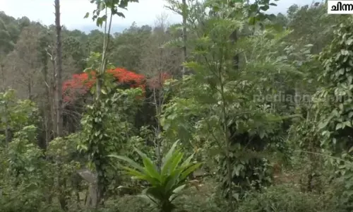 ഇടുക്കി ചിന്നക്കനാലിൽ ആദിവാസി ഭൂമി സ്വകാര്യ വ്യക്തികൾ തട്ടിയെടുക്കുന്നു