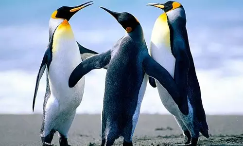 63 പെന്ഗ്വിനുകളെ തേനീച്ചക്കൂട്ടം കുത്തിക്കൊന്നു 63 പെന്ഗ്വിനുകളെ തേനീച്ചക്കൂട്ടം കുത്തിക്കൊന്നു