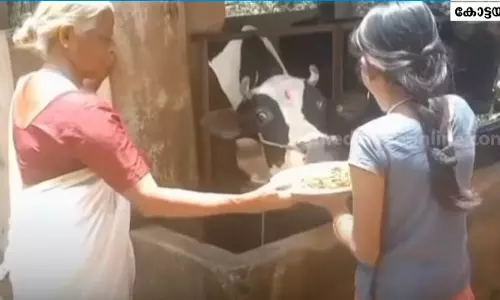 പുല്ലും കാടിവെള്ളവും മാത്രമല്ല, നോണ്‍ വെജും കഴിക്കും ഈ കുറുമ്പി