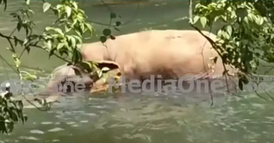 കണ്ണൂർ ചീങ്കണ്ണിപ്പുഴയിൽ കാട്ടാനയെ പരിക്കേറ്റ നിലയിൽ കണ്ടെത്തി