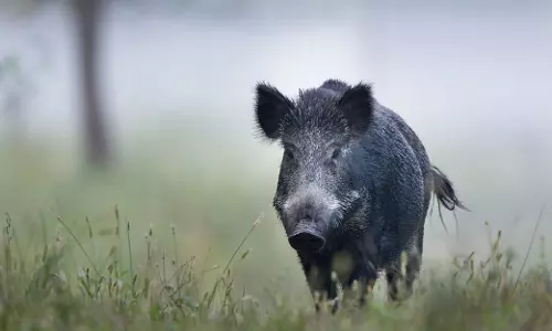 കർഷകരുടെ ദുരിതത്തിന് ആശ്വാസം; പന്നികളെ വനം വകുപ്പ് ഉദ്യോഗസ്ഥർ കൊന്നു തുടങ്ങി