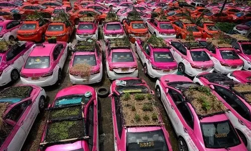 ഉപേക്ഷിക്കപ്പെട്ട ടാക്സികളില്‍ വിളഞ്ഞ പച്ചക്കറിത്തോട്ടം; ഇത് അതിജീവനത്തിന് വേണ്ടിയുള്ള പോരാട്ടം