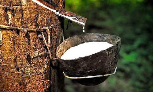 വിപണിയിൽ കരുത്തുകാട്ടി കേരള റബ്ബർ;കർഷകർക്ക് ആശ്വാസം
