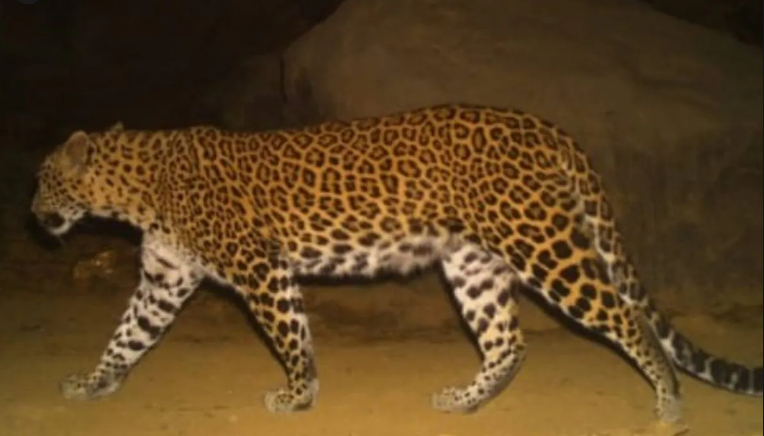 ആ കാല്‍പ്പാടുകള്‍ പുള്ളിപ്പുലിയുടേത് തന്നെ; വിലങ്ങാട് പുള്ളിപ്പുലിയുടെ സാന്നിദ്ധ്യം വനം വകുപ്പ് സ്ഥിരീകരിച്ചു