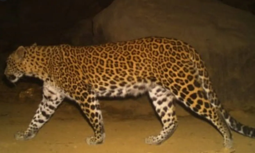 ആ കാല്‍പ്പാടുകള്‍ പുള്ളിപ്പുലിയുടേത് തന്നെ; വിലങ്ങാട് പുള്ളിപ്പുലിയുടെ സാന്നിദ്ധ്യം വനം വകുപ്പ് സ്ഥിരീകരിച്ചു