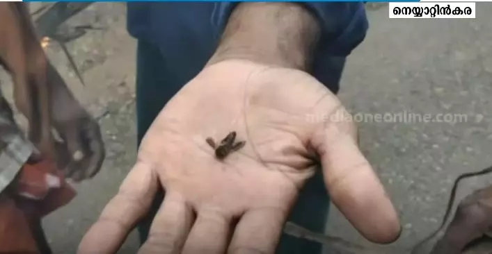 നെയ്യാറ്റിന്കരയില് കടന്നല് ആക്രമണം: ഏഴ് പേര്ക്ക് പരിക്ക് നെയ്യാറ്റിന്കരയില് കടന്നല് ആക്രമണം: ഏഴ് പേര്ക്ക് പരിക്ക്