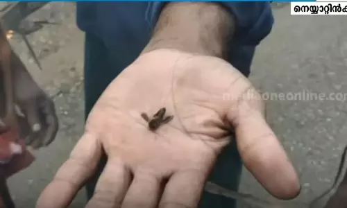 നെയ്യാറ്റിന്‍കരയില്‍ കടന്നല്‍ ആക്രമണം: ഏഴ് പേര്‍ക്ക് പരിക്ക്