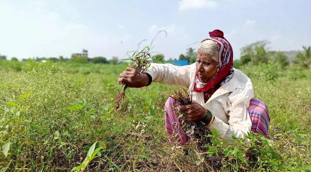 ഗുലാബ് ചുഴലിക്കാറ്റ്; കനത്ത മഴയിൽ വ്യാപക കൃഷി നാശം