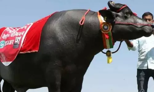 ആ സുല്‍ത്താന്‍ ഇനിയില്ല; 21 കോടി മോഹവില പറഞ്ഞ ഭീമന്‍ പോത്ത് ചത്തു