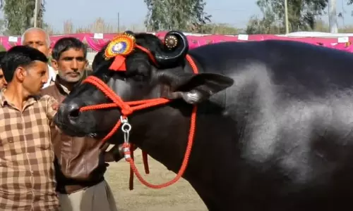 15 കിലോ ആപ്പിള്‍, 20 കിലോ ക്യാരറ്റ്, വൈകിട്ടായാല്‍ വീര്യം കുറഞ്ഞ മദ്യവും; ഭീമന്‍പോത്ത് സുല്‍ത്താന്‍റെ ആഹാരക്രമം ഇങ്ങനെ