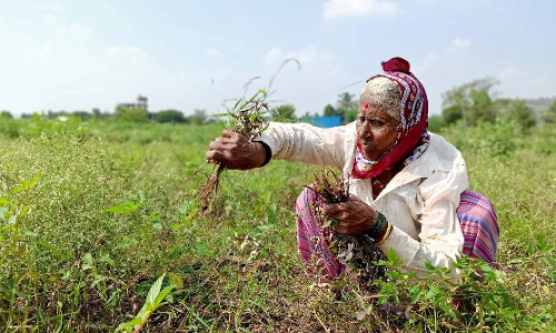 ഗുലാബ് ചുഴലിക്കാറ്റ്; കനത്ത മഴയിൽ വ്യാപക കൃഷി നാശം ഗുലാബ് ചുഴലിക്കാറ്റ്; കനത്ത മഴയിൽ വ്യാപക കൃഷി നാശം