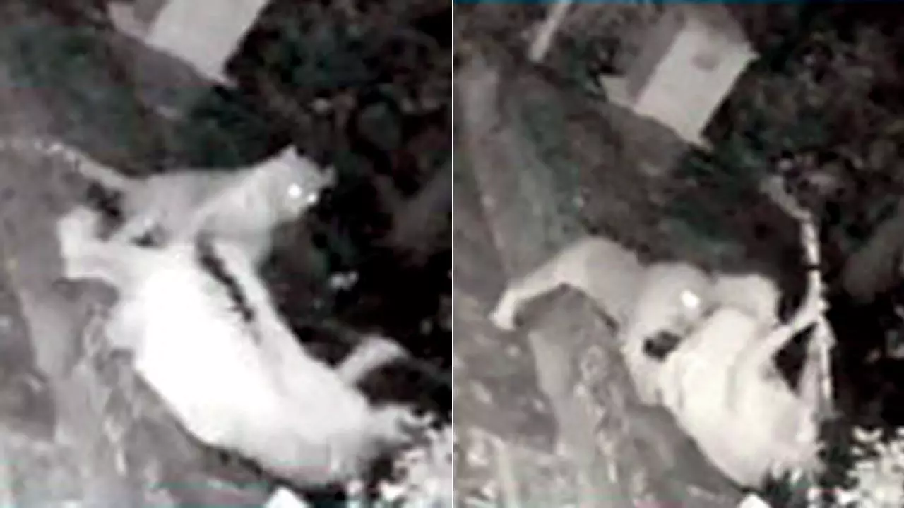 കുതിച്ചെത്തി പുലി, ഊന്നുവടി കൊണ്ട് അതിസാഹസികമായി പുലിയെ തുരത്തി വയോധിക കുതിച്ചെത്തി പുലി, ഊന്നുവടി കൊണ്ട് അതിസാഹസികമായി പുലിയെ തുരത്തി വയോധിക