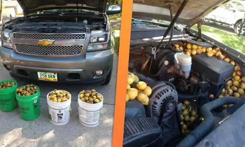 മുറ്റത്തു നിര്‍ത്തിയിട്ടിരുന്ന കാറില്‍ അണ്ണാന്‍ ശേഖരിച്ചത് 158 കിലോ വാല്‍നട്ട്; അന്തംവിട്ട് വാഹന ഉടമ