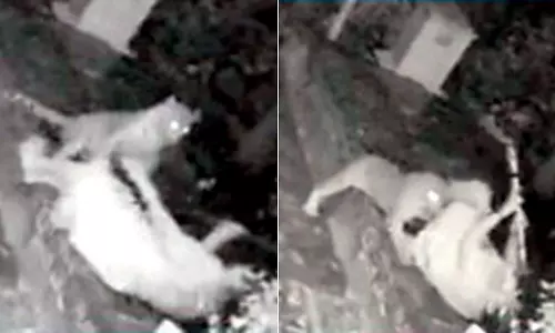 കുതിച്ചെത്തി പുലി, ഊന്നുവടി കൊണ്ട് അതിസാഹസികമായി പുലിയെ തുരത്തി വയോധിക