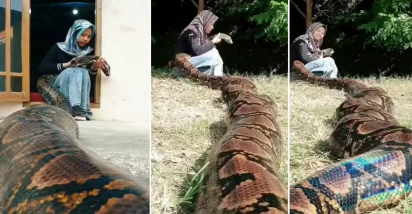 20 അടി വലിപ്പമുള്ള കൂറ്റന് പെരുമ്പാമ്പിനെ താലോലിക്കുന്ന 15കാരി, വൈറലായി വീഡിയോകള് 20 അടി വലിപ്പമുള്ള കൂറ്റന് പെരുമ്പാമ്പിനെ താലോലിക്കുന്ന 15കാരി, വൈറലായി വീഡിയോകള്