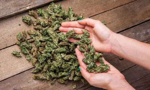 തിരുവനന്തപുരത്ത് കഞ്ചാവ് വേട്ട; 187 കിലോ കഞ്ചാവ് പിടികൂടി