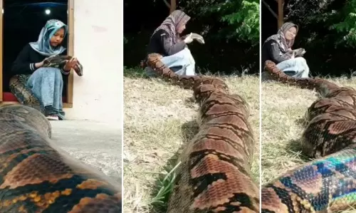 20 അടി വലിപ്പമുള്ള കൂറ്റന് പെരുമ്പാമ്പിനെ താലോലിക്കുന്ന 15കാരി, വൈറലായി വീഡിയോകള് 20 അടി വലിപ്പമുള്ള കൂറ്റന് പെരുമ്പാമ്പിനെ താലോലിക്കുന്ന 15കാരി, വൈറലായി വീഡിയോകള്