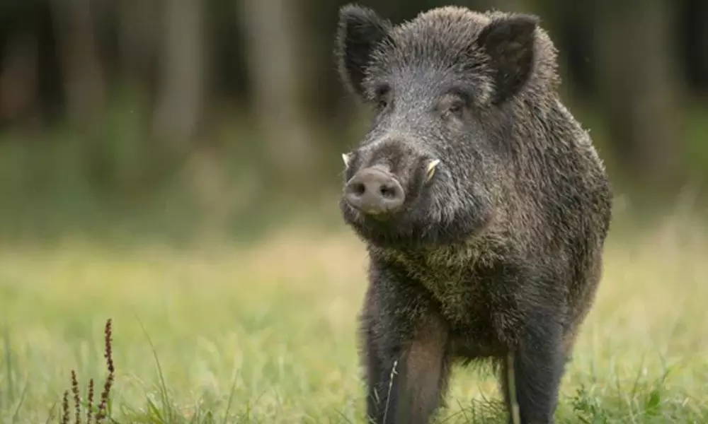കാസർകോട് കാട്ടുപന്നിയുടെ ആക്രമണത്തിൽ ഒരാൾ മരിച്ചു കാസർകോട് കാട്ടുപന്നിയുടെ ആക്രമണത്തിൽ ഒരാൾ മരിച്ചു