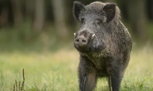 കാസർകോട് കാട്ടുപന്നിയുടെ ആക്രമണത്തിൽ ഒരാൾ മരിച്ചു