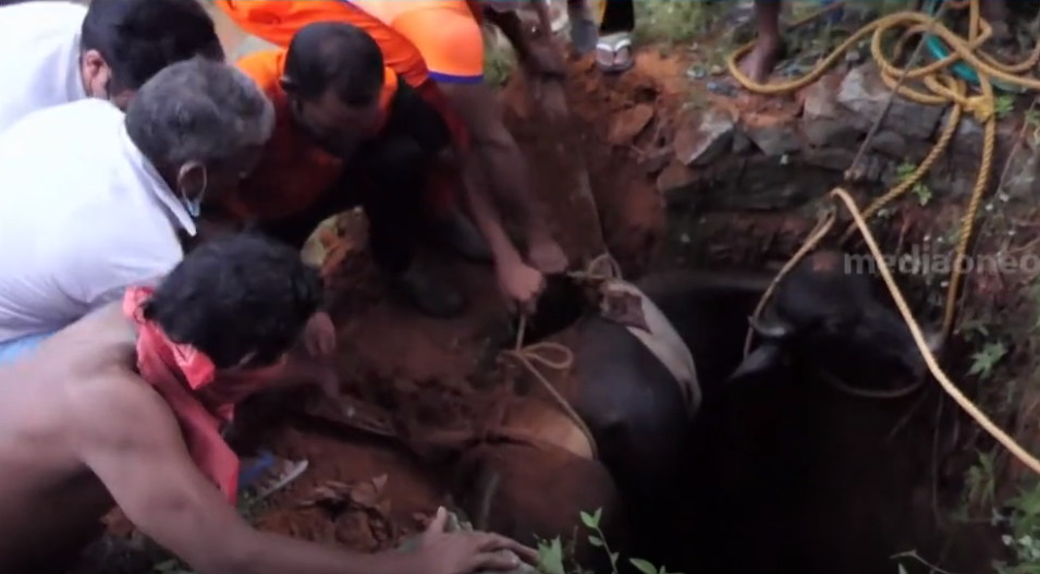 കിണറ്റിൽ വീണ പോത്തിനെ ഫയര്‍ഫോഴ്സും നാട്ടുകാരും ചേര്‍ന്ന് രക്ഷപ്പെടുത്തി