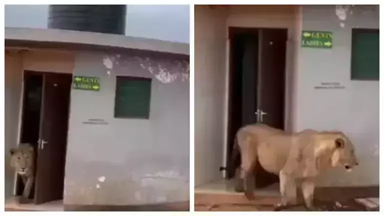 പബ്ലിക് ടോയ്‍ലറ്റില്‍ നിന്നും പുറത്തിറങ്ങുന്ന സിംഹം; സോഷ്യല്‍മീഡിയയെ ഭയപ്പെടുത്തിയും ചിരിപ്പിച്ചും ഒരു വീഡിയോ