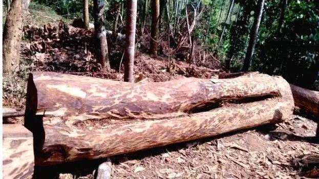 മുട്ടില്‍ മരംമുറി; മേപ്പാടി റേഞ്ച് ഓഫീസര്‍ക്ക് സ്ഥലംമാറ്റം