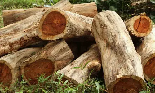 വീണ്ടും വനംകൊള്ള; പാലക്കാട്ട് മുറിച്ചിട്ട 53 മരങ്ങൾ വനം വകുപ്പ് കസ്റ്റഡിയിലെടുത്തു