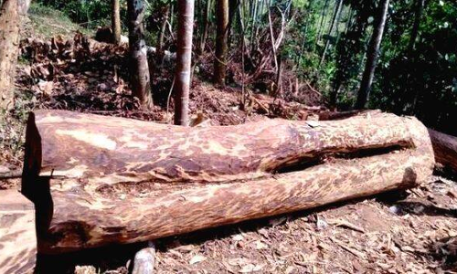 മുട്ടില്‍ മരംമുറി; മേപ്പാടി റേഞ്ച് ഓഫീസര്‍ക്ക് സ്ഥലംമാറ്റം