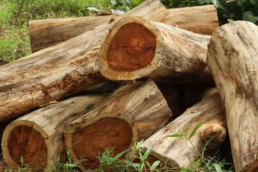 മുട്ടിൽ മരം കൊള്ള അന്വേഷിച്ച മേപ്പാടി റെയ്ഞ്ച് ഫോറസ്റ്റ് ഓഫീസർ എം.കെ സമീറിന് സ്ഥലം മാറ്റം മുട്ടിൽ മരം കൊള്ള അന്വേഷിച്ച മേപ്പാടി റെയ്ഞ്ച് ഫോറസ്റ്റ് ഓഫീസർ എം.കെ സമീറിന് സ്ഥലം മാറ്റം