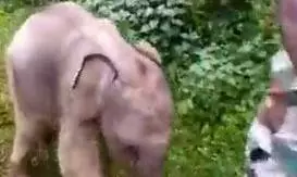 അങ്ങനെ ആ കുട്ടിയാനയും അമ്മയും കണ്ടുമുട്ടി; വൈറലായി വീഡിയോ