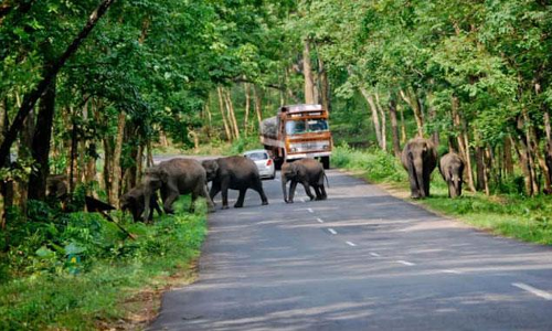 വന്യ ജീവി ശല്യത്തിന് പരിഹാരം കാണണമെന്ന് പ്രതിപക്ഷം; വിഷയം ഇരുതലമൂർച്ചയുള്ള വാളെന്ന് വനംമന്ത്രി