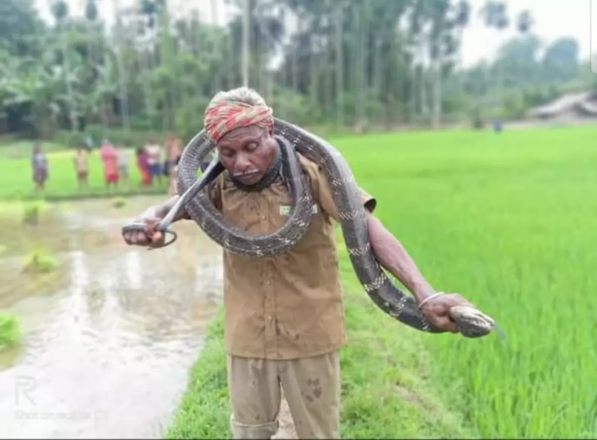 രാജവെമ്പാലയെ കഴുത്തില് ചുറ്റി പ്രദര്ശനം, പാമ്പുകടിയേറ്റു 60കാരന് മരിച്ചു; വീഡിയോ രാജവെമ്പാലയെ കഴുത്തില് ചുറ്റി പ്രദര്ശനം, പാമ്പുകടിയേറ്റു 60കാരന് മരിച്ചു; വീഡിയോ
