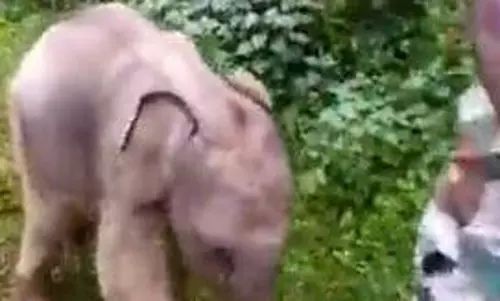 അങ്ങനെ ആ കുട്ടിയാനയും അമ്മയും കണ്ടുമുട്ടി; വൈറലായി വീഡിയോ