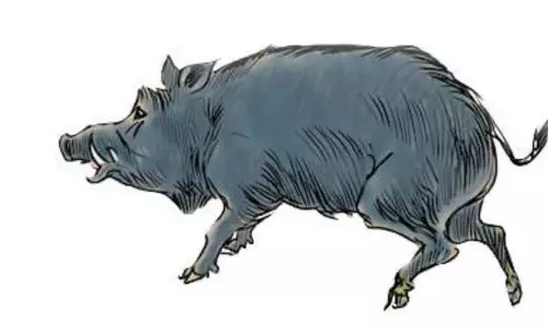 കിണറ്റിൽ ചാടിയ കാട്ടുപന്നിയെ കരയ്ക്കെത്തിച്ചു വെടിവെച്ചു കൊന്നു