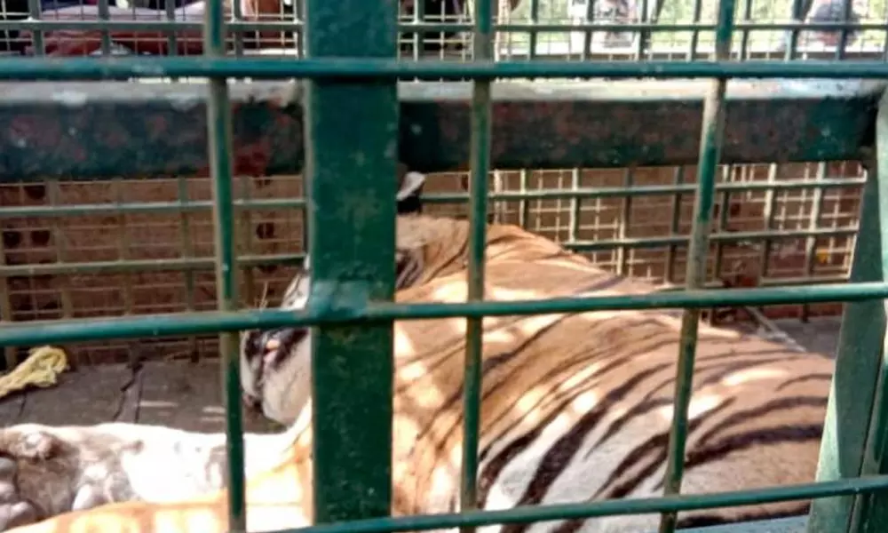 തമിഴ്നാട്ടിൽ നരഭോജി കടുവയെ പിടികൂടി തമിഴ്നാട്ടിൽ നരഭോജി കടുവയെ പിടികൂടി