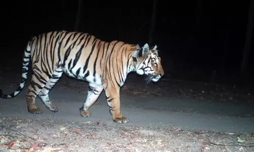 മയക്കുവെടിയേറ്റത് രണ്ടു തവണ; വീഴാതെ കാടുകയറി നരഭോജി കടുവ- വീഡിയോ