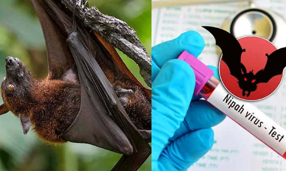 ഡബിള്‍ ഇന്‍ക്യുബേഷന്‍ പൂര്‍ത്തിയായി; കോഴിക്കോട് നിപ മുക്തം