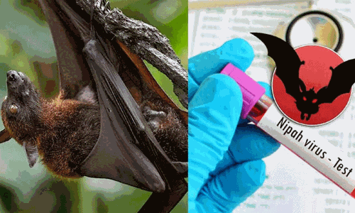 ഡബിള്‍ ഇന്‍ക്യുബേഷന്‍ പൂര്‍ത്തിയായി; കോഴിക്കോട് നിപ മുക്തം