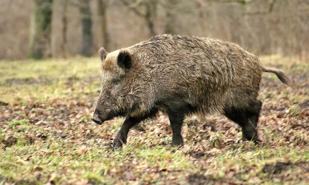 കോഴിക്കോട് മാവൂരില് കാട്ടുപന്നികള്ക്കായി തിരച്ചിൽ കോഴിക്കോട് മാവൂരില് കാട്ടുപന്നികള്ക്കായി തിരച്ചിൽ