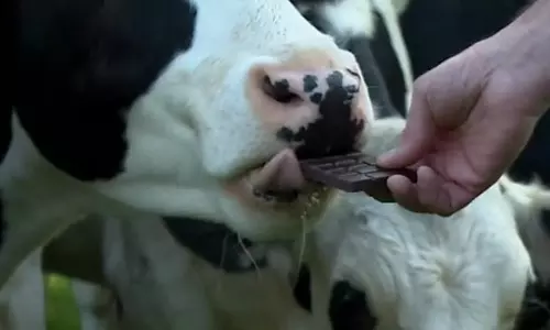 പാൽ കൂടാൻ പശുവിന് ചോക്ലേറ്റ്; കണ്ടെത്തലുമായി വെറ്റിനറി സർവകലാശാല