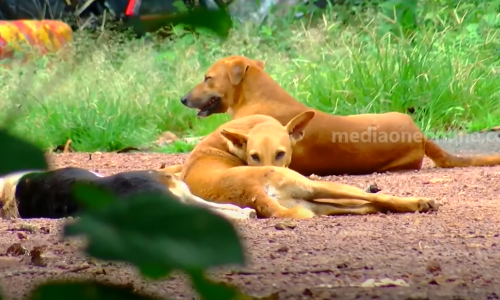 മുക്കത്ത് തെരുവ് നായ ആക്രമണം; ഏഴ് പേർക്ക് കടിയേറ്റു