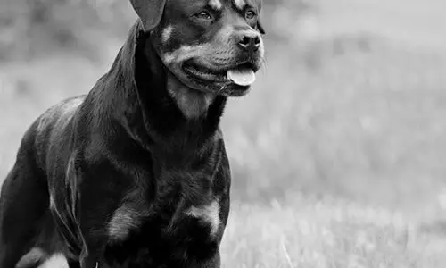 പേവിഷബാധയ്ക്കു സാധ്യത കൂടുതല്‍ കയ്യിലും മുഖത്തും കടിയേറ്റാല്‍